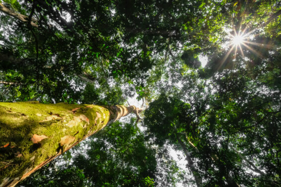 View from the forest floor looking up at tall trees and dense green canopy with sunlight shining through leaves.