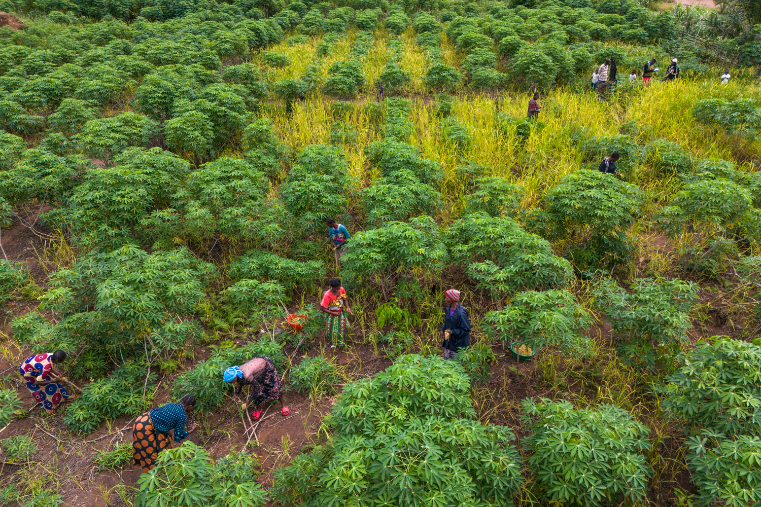 Vegetable farming with intercropping in Yalungu, near Yangambi, Tshopo Province - DRC.