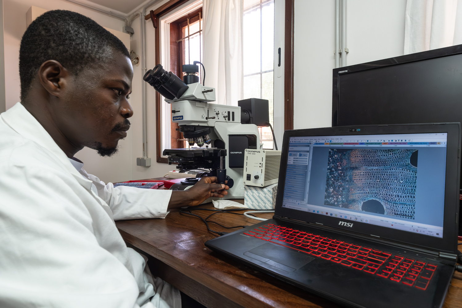 Researcher using a microscope beside a laptop displaying a magnified wood structure.