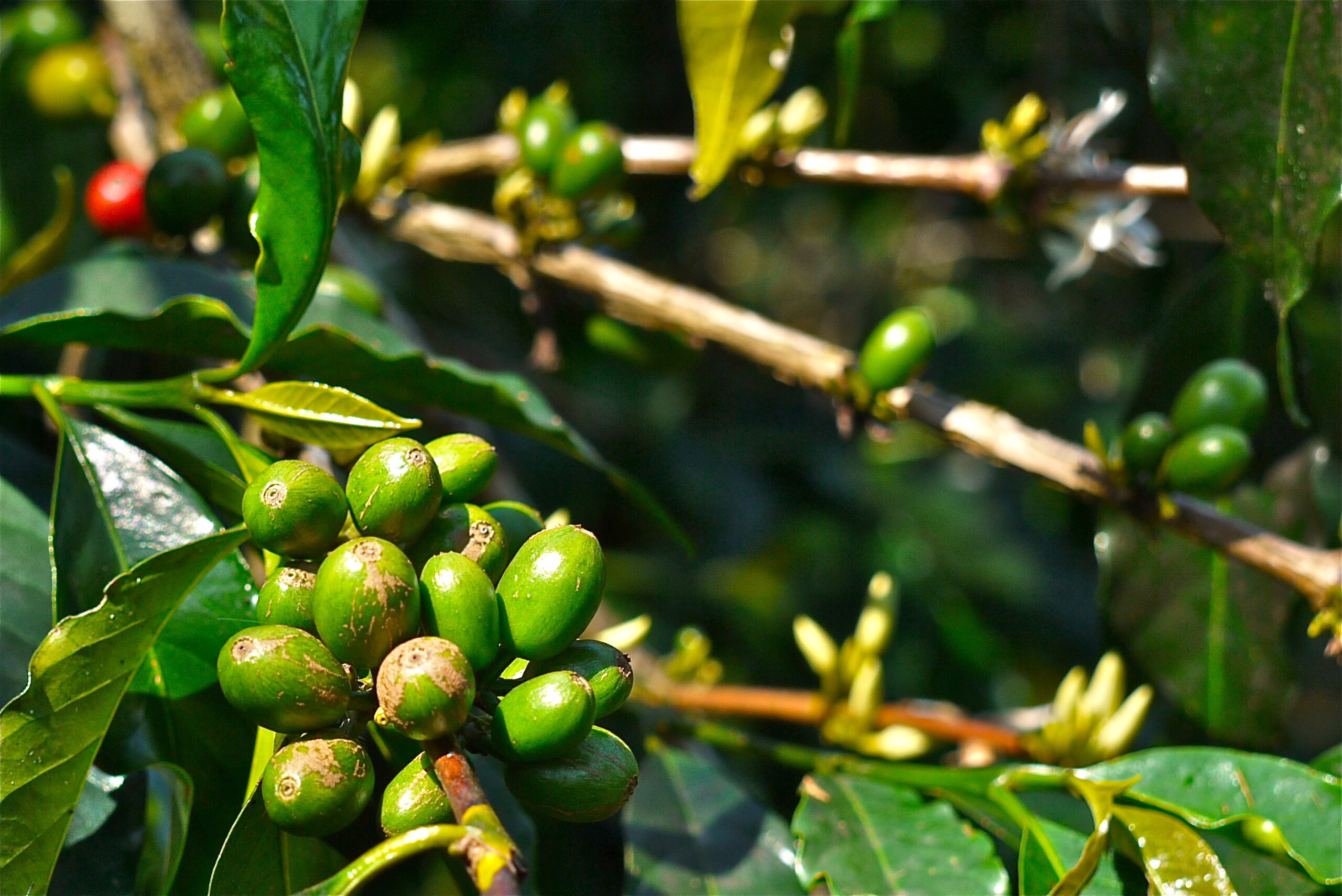 Green coffee cherries growing on a coffee branch in Papua New Guinea