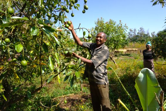 A farmer picking ripe avocados from grafted trees growing alongside coffee plants, illustrating agroforestry practices that diversify livelihoods and food sources in rural Ethiopia.