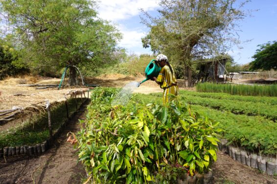 Woman watering young tree seedlings in a nursery in Ethiopia as part of Regreening Africa II restoration activities.