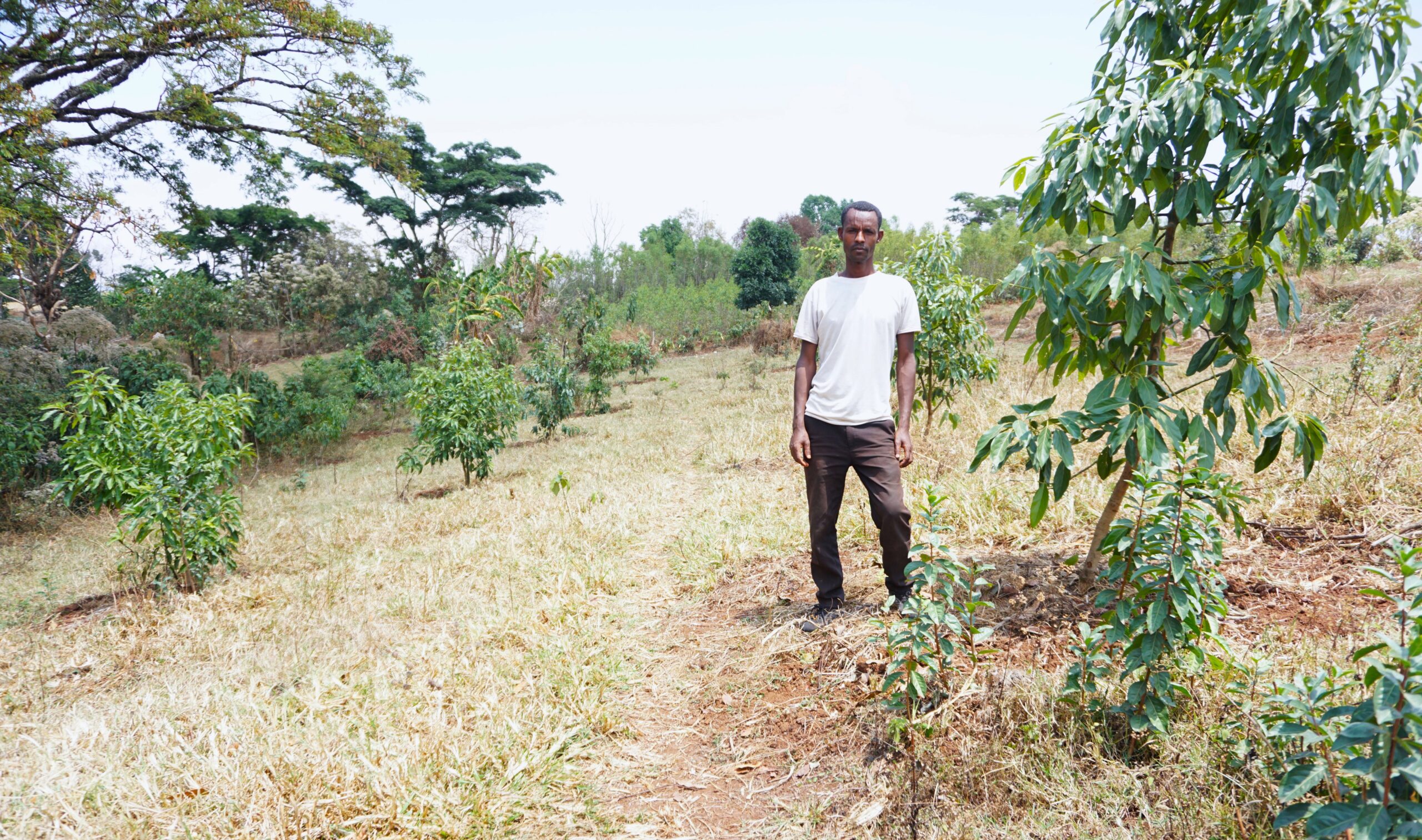 Farmer Kelil Beshah stands beside grafted avocado trees he planted on his farm