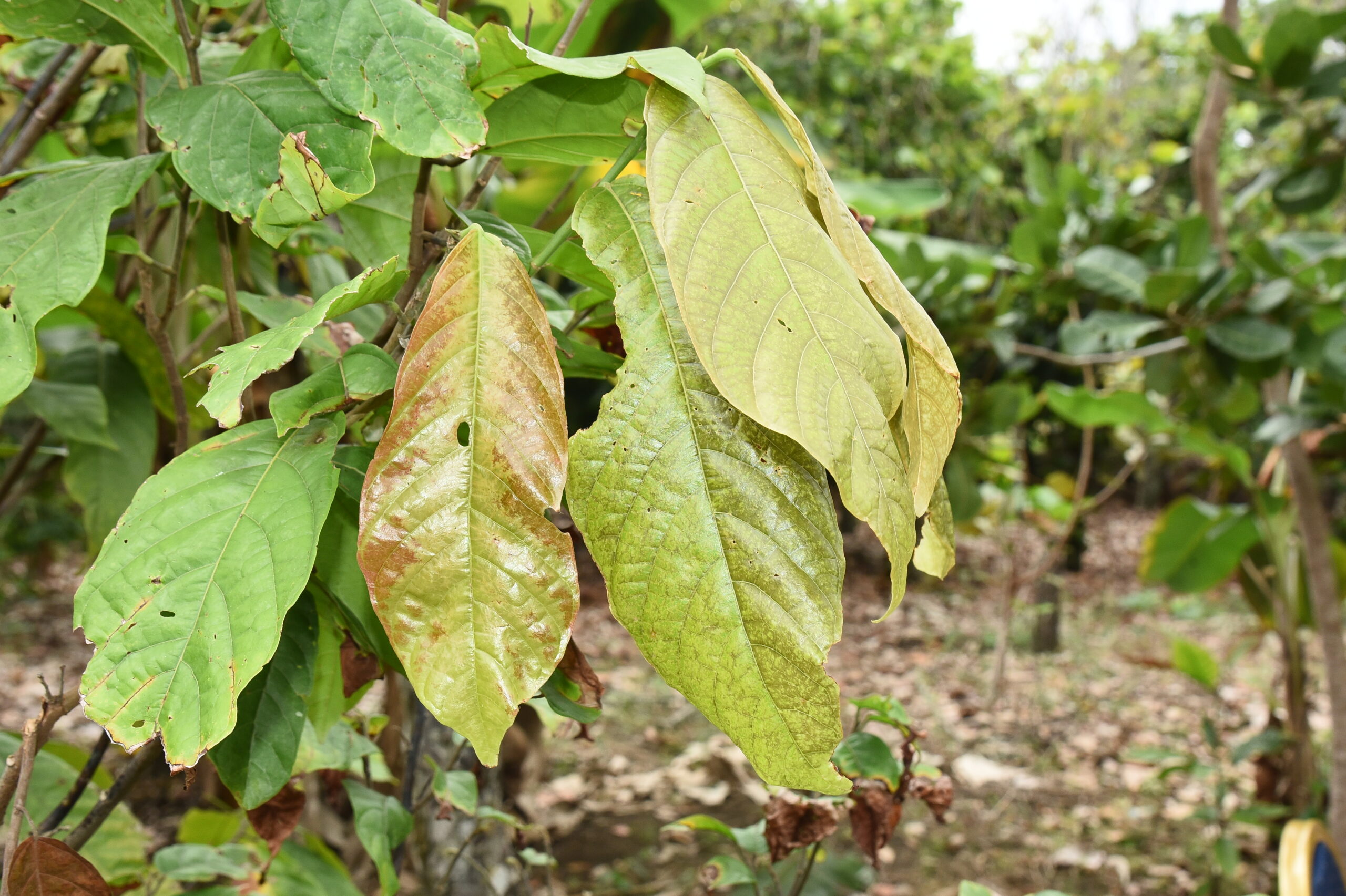 Close-up of young cocoa leaves displaying red vein symptoms associated with early stages of swollen shoot disease.