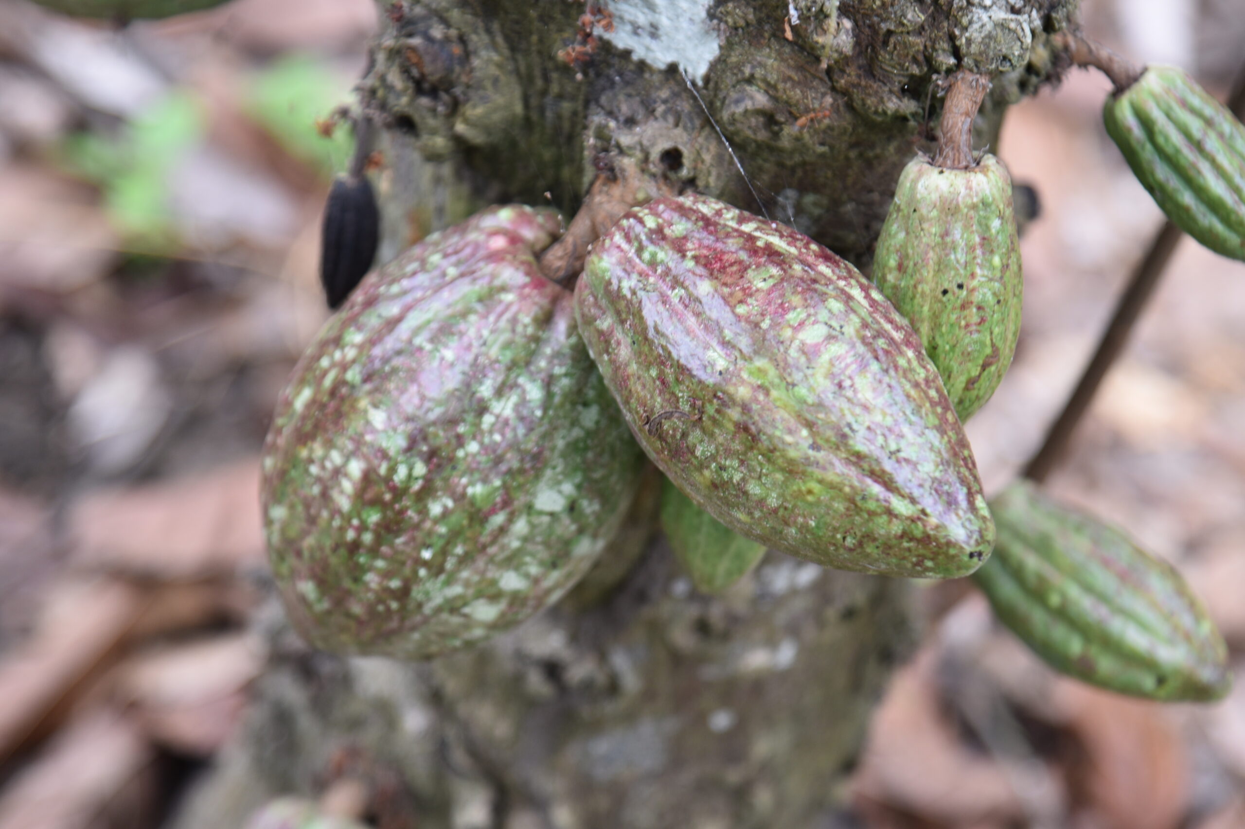 Cocoa pods showing cortex mottling, a symptom of cocoa swollen shoot disease, in an affected plantation.