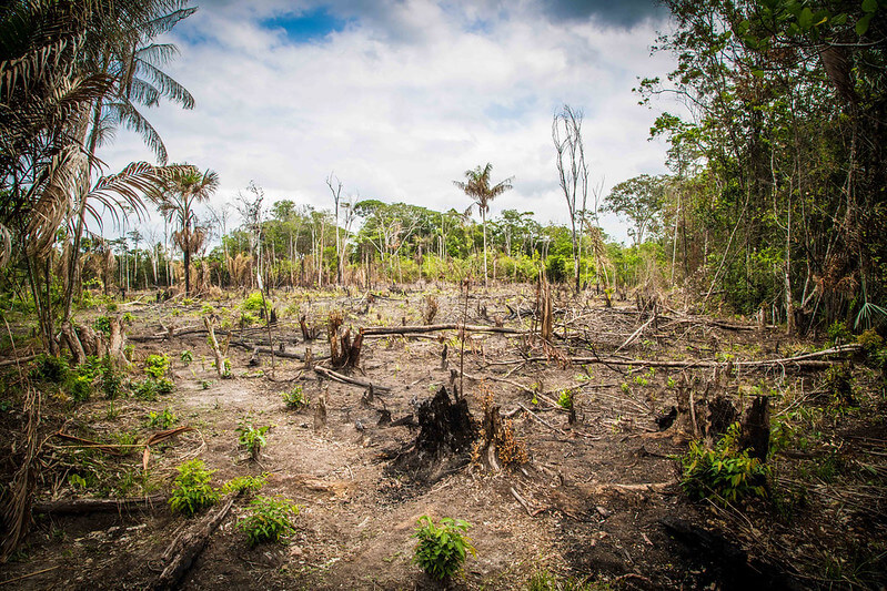 Deforestación