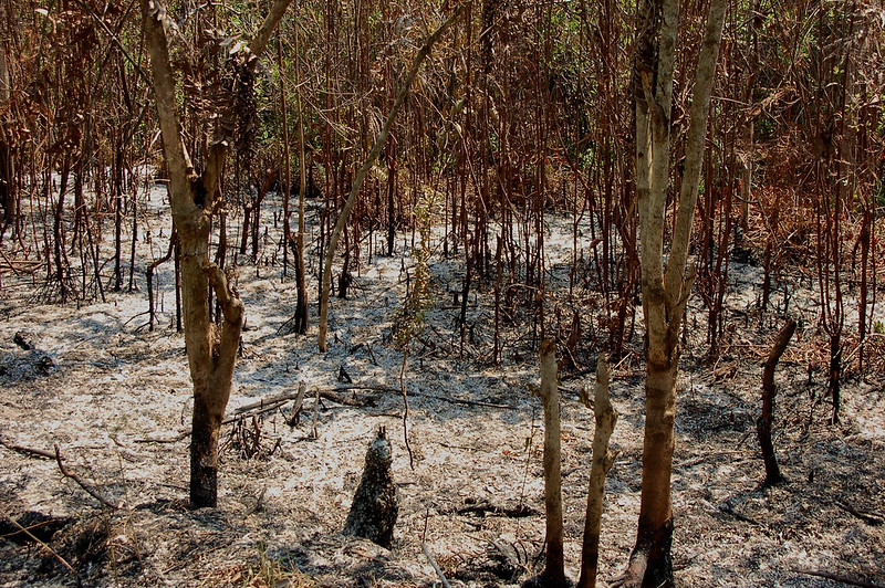 Burned and degraded forest land in West Kalimantan with charred vegetation and sparse tree cover.