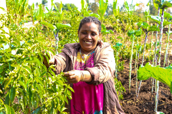 A woman farmer harvests leafy crops in a diversified agroecological field in Ethiopia, surrounded by mixed vegetables and trees.