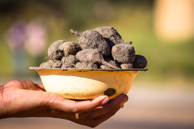 Alimentos y dietas