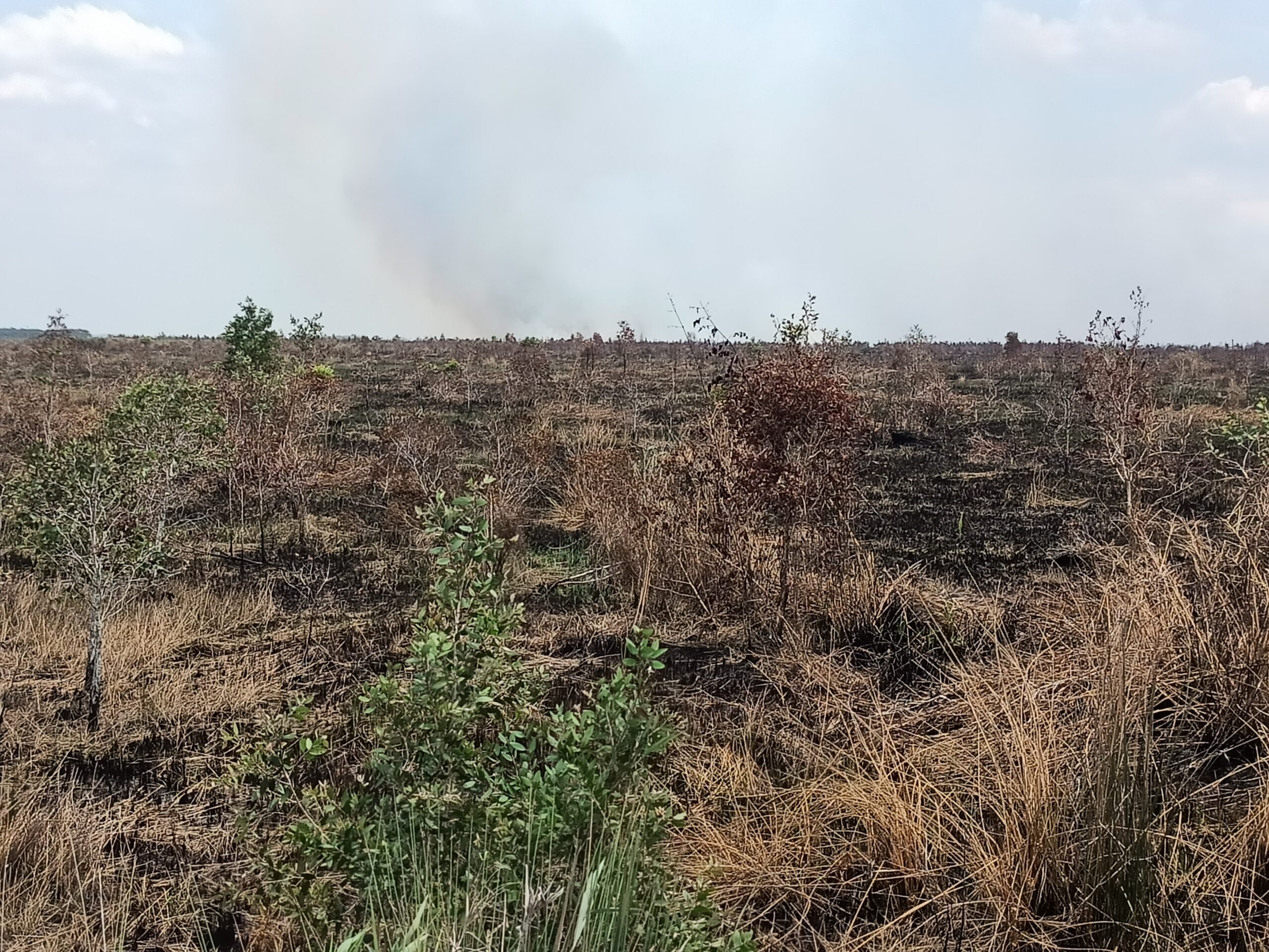 Degraded peatland in South Sumatra with low vegetation and signs of past disturbance.