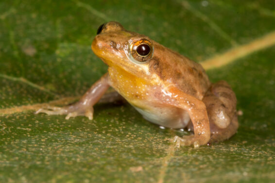 Close-up of a broad-fronted puddle frog (Phrynobatrachus latifrons) sitting on a green leaf, illustrating amphibian conservation research in West Africa.