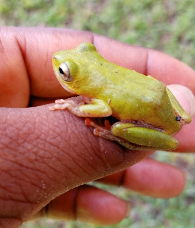 Close-up of a common reed frog (Hyperolius concolor) perched on a person’s hand in Ghana, illustrating amphibian conservation research in West Africa.