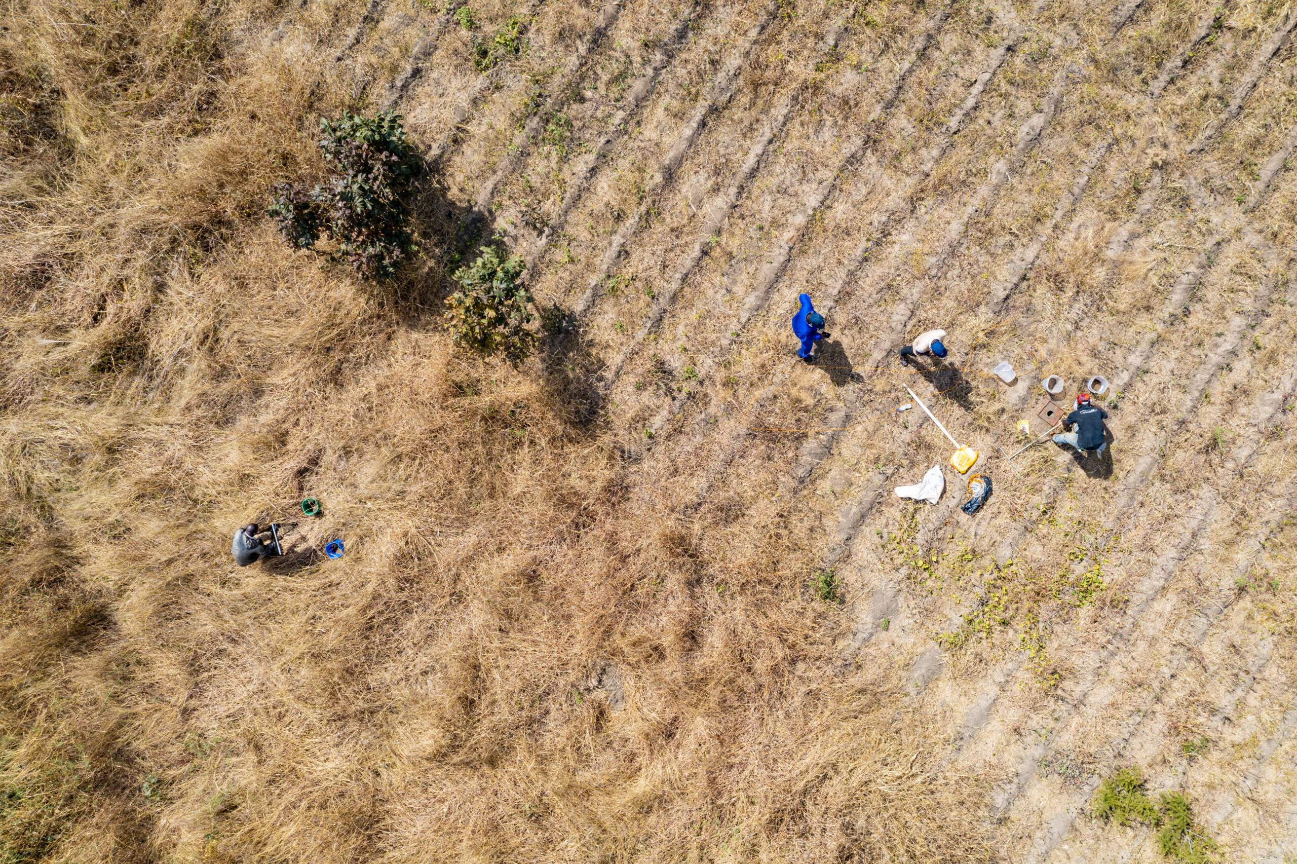 Overhead view of researchers in Malawi conducting soil and vegetation sampling within an LDSF plot.