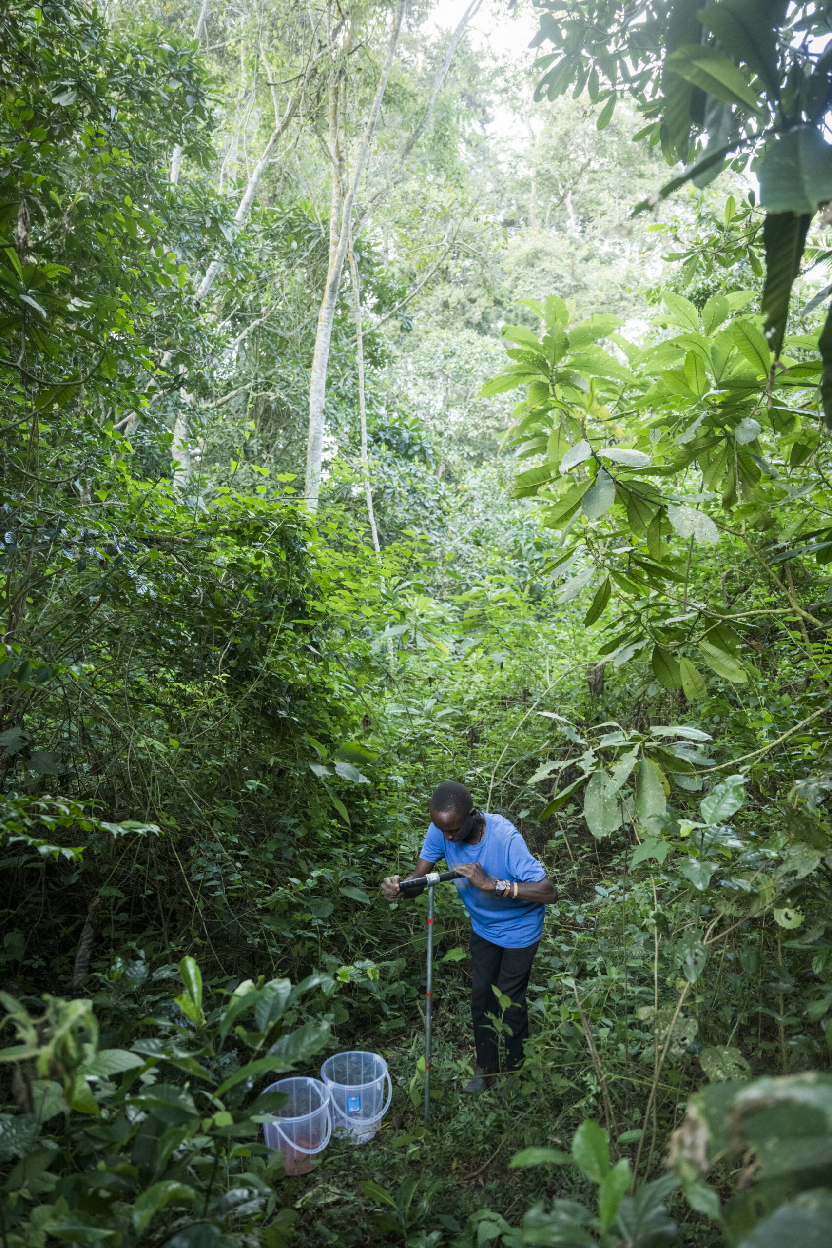 Researcher collecting a soil core sample in a dense forest as part of an LDSF plot assessment.