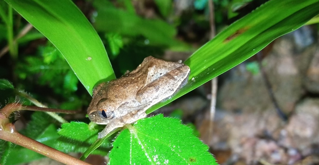 Close-up of a forest tree frog (Leptopelis spiritusnoctis) resting on green leaves in a forest habitat.