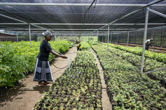 Watering tree seedlings in a nursery near Gatsibo, Rwanda.