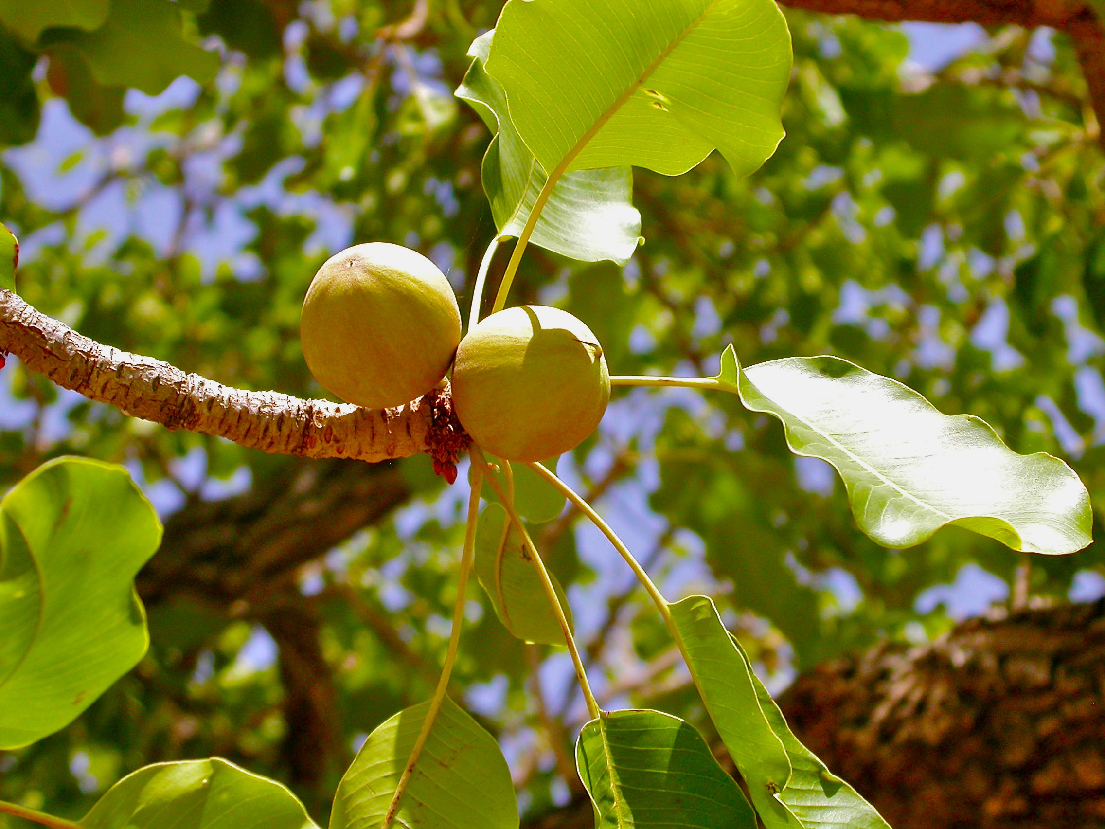 Shea tree bearing fruit, an important species for food and livelihoods in Africa.