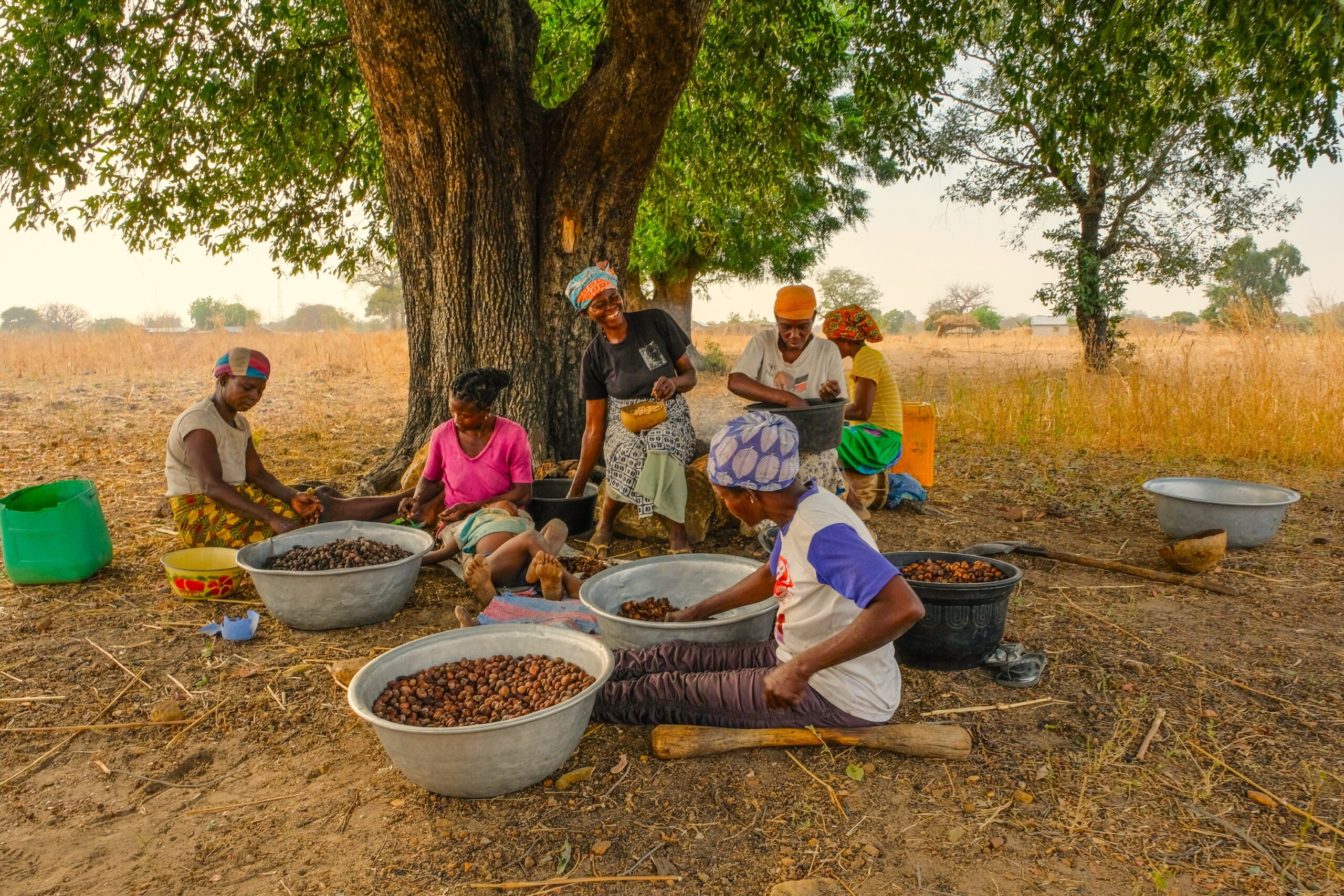 Processing of shea products in Ghana, illustrating the value chain of wild food plants.