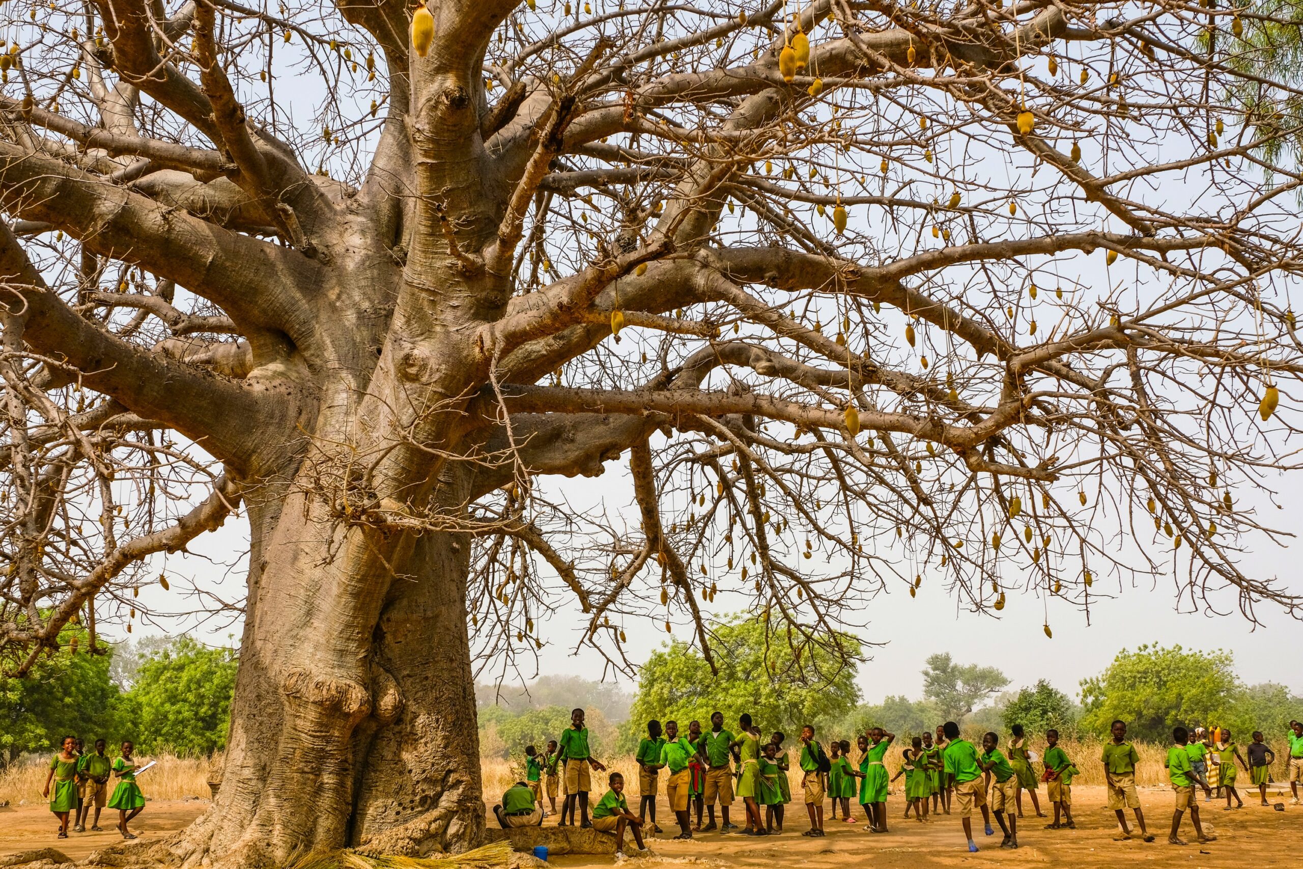 Close-up of baobab fruit, valued for its nutritional benefits and role in local diets.