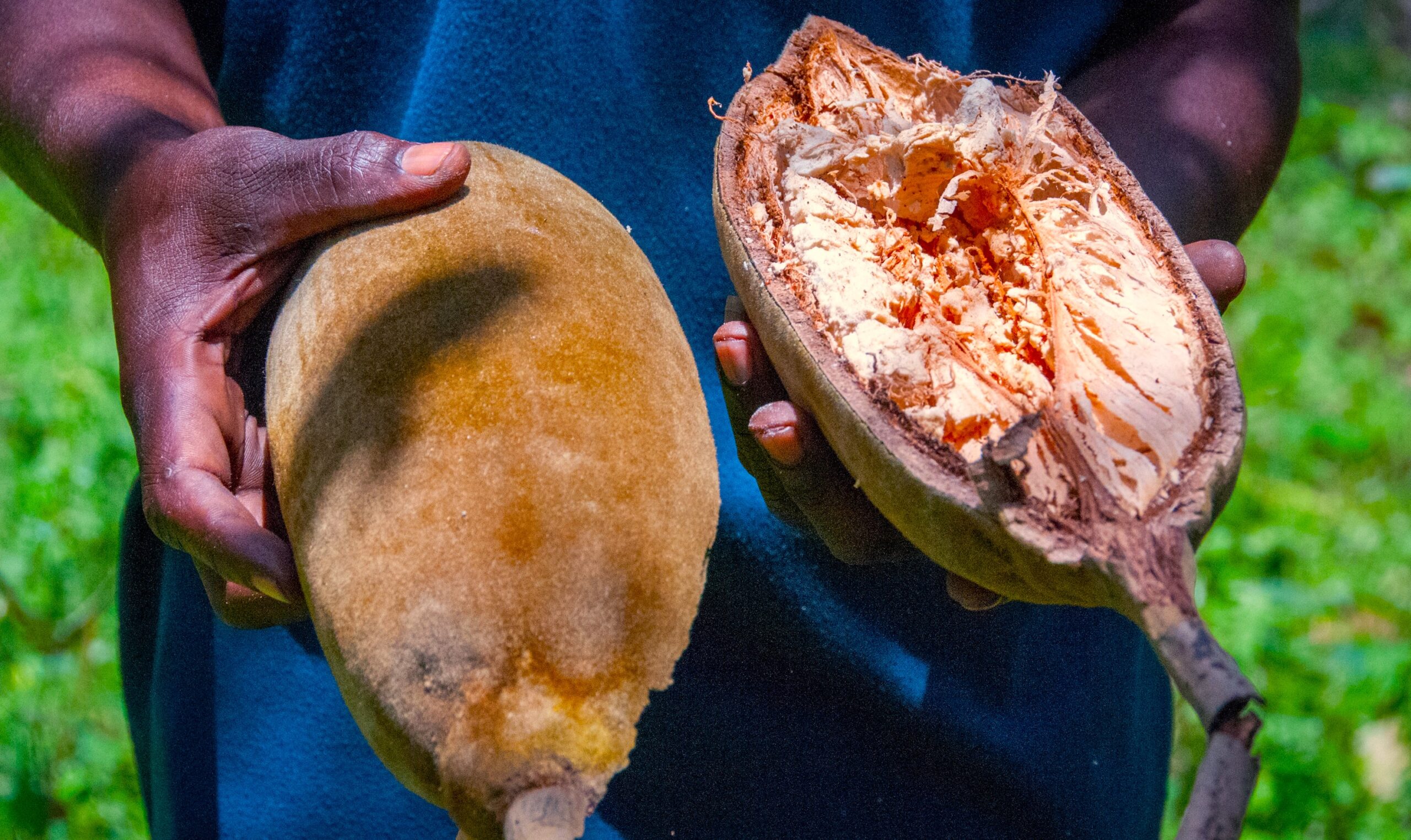 Baobab tree bearing fruit, an important source of vitamins for rural communities.