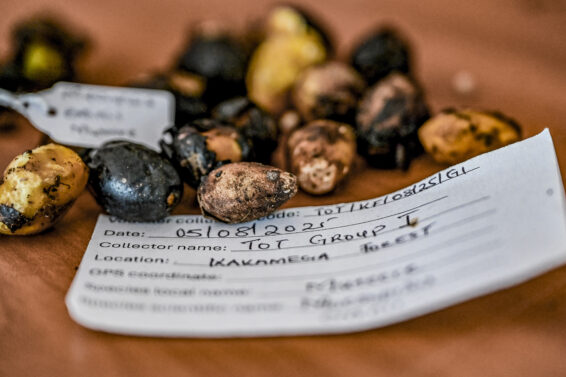 Labelled native tree seeds collected in Kakamega forest for documentation and storage