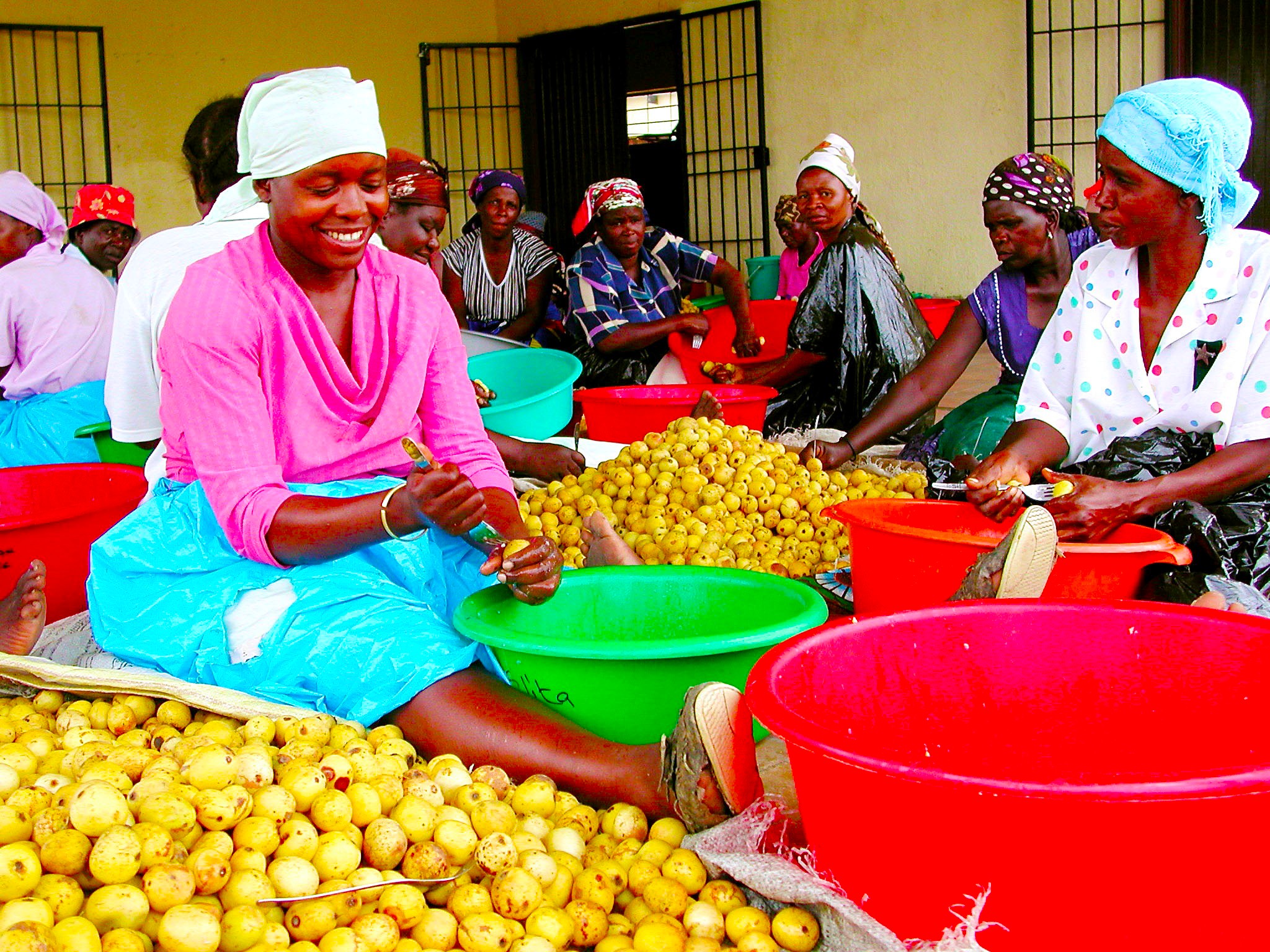 Marula fruits collected for food and income, supporting women’s livelihoods in Africa.