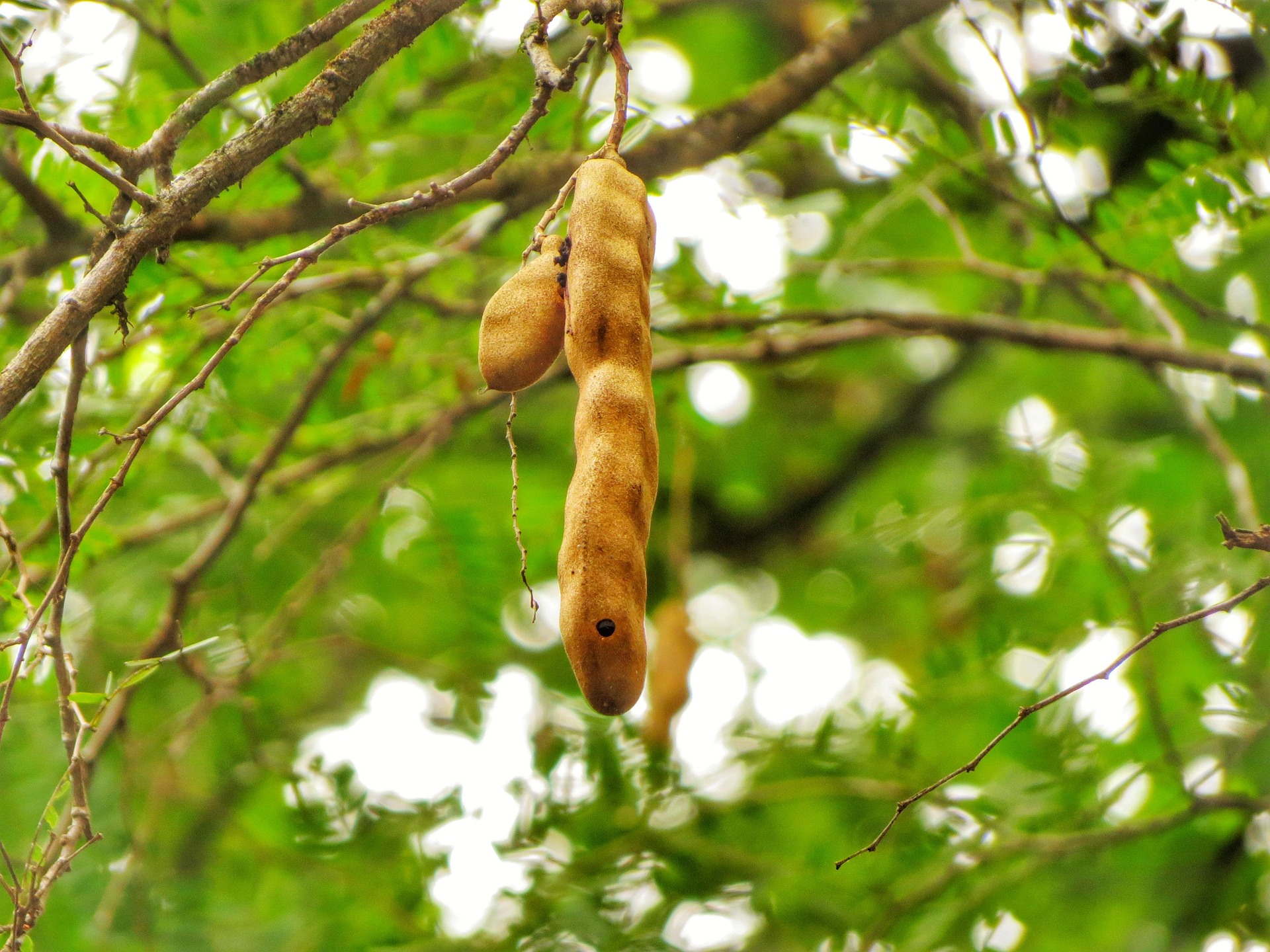 Tamarind tree, a valuable wild food species requiring conservation.