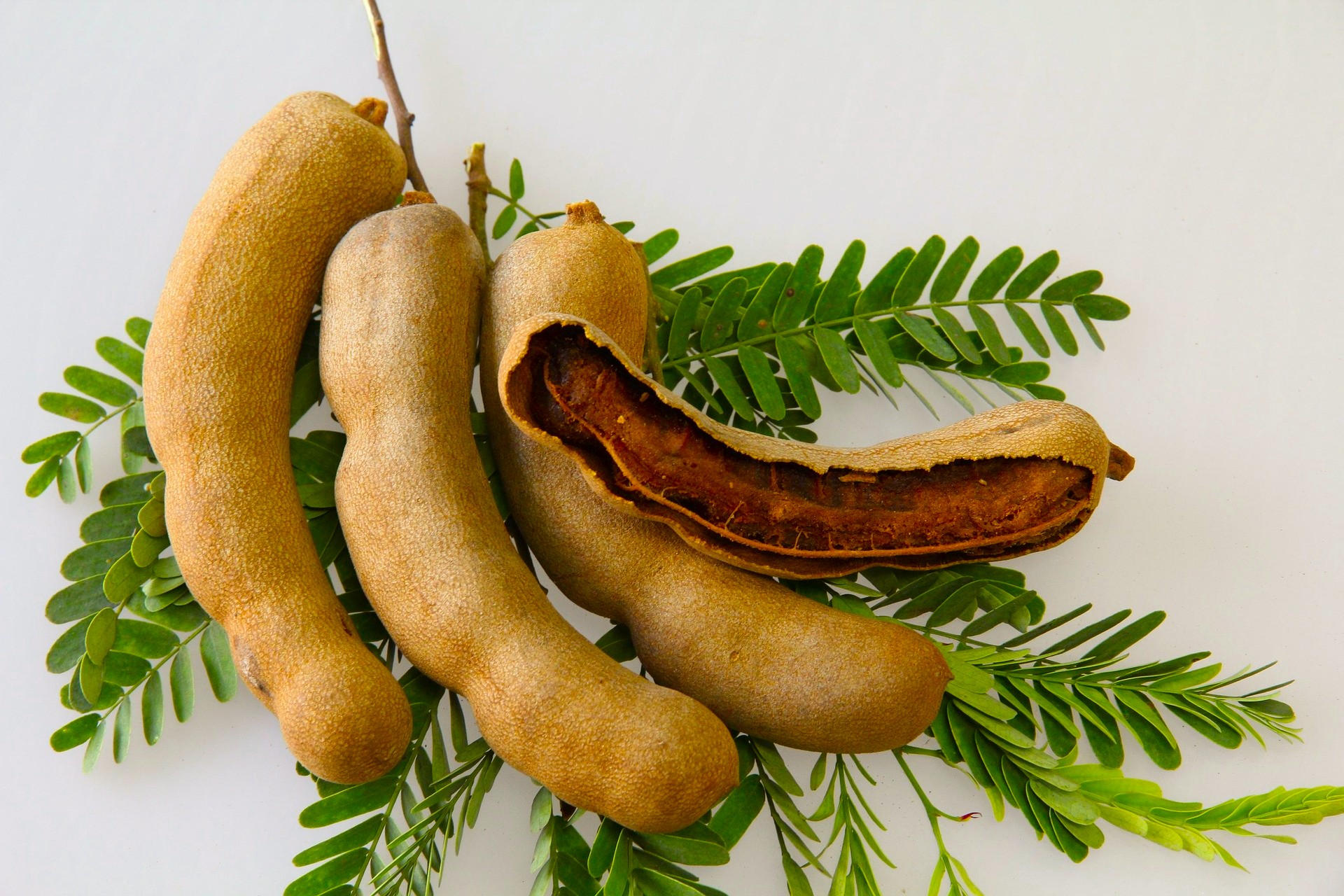 Tamarind seeds used for food and nutrition, highlighting the importance of seed conservation.