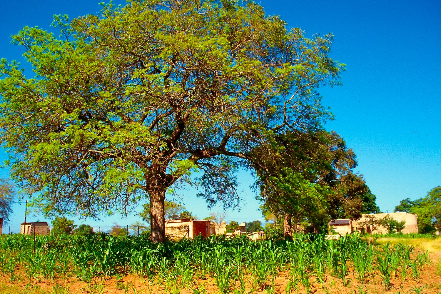 Marula fruit tree species conserved in the CIFOR-ICRAF genebank.