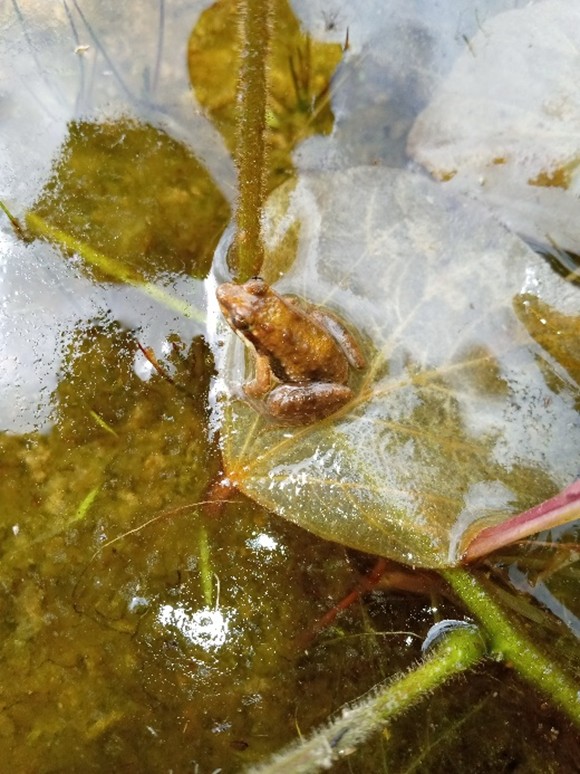 Broad-fronted puddle frog (Phrynobatrachus latifrons) sitting on floating vegetation in shallow freshwater.