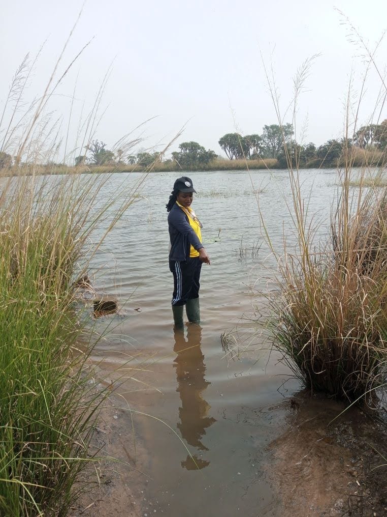 Sandra Owusu-Gwamfi standing in shallow wetland water during amphibian field research in West Africa.