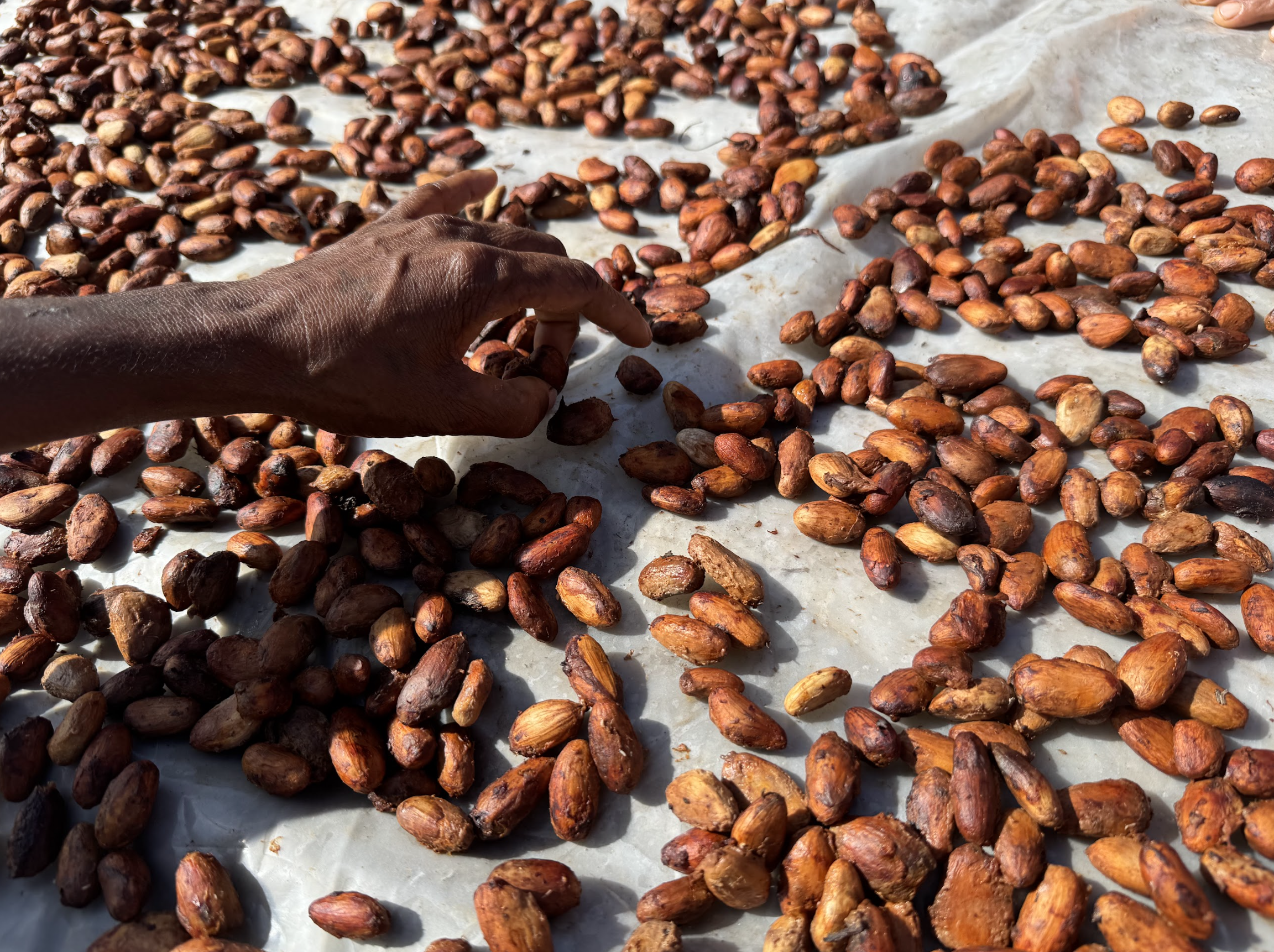 Cocoa beans drying in Kawowogi Village on the Managalas Plateau in Papua New Guinea as part of local livelihood activities.