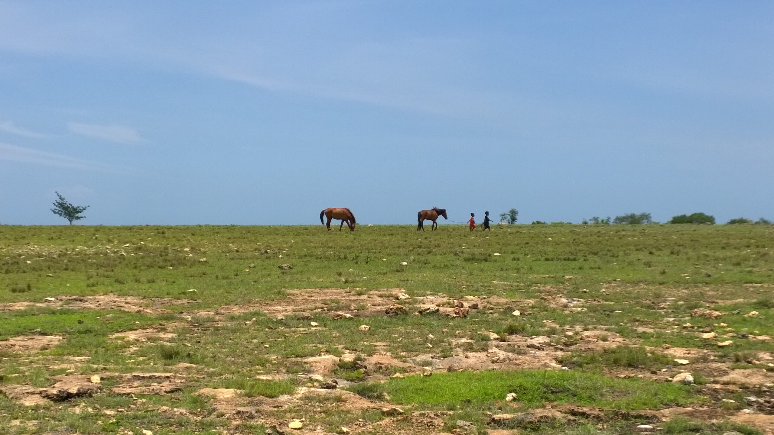 Open grassland landscape in eastern Sumba with grazing animals and scattered vegetation under a wide sky.