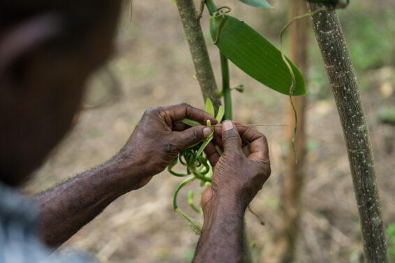Farmer hand-pollinating a vanilla flower on a vine, illustrating the labour-intensive process required for vanilla production in remote forest landscapes.