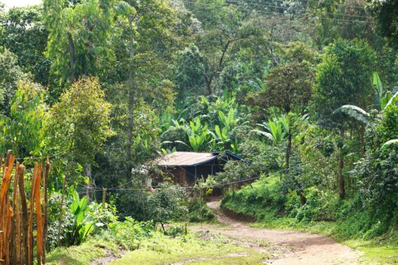 A small rural house surrounded by dense trees and vegetation in southern Ethiopia, illustrating community-led forest restoration and agroforestry landscapes.