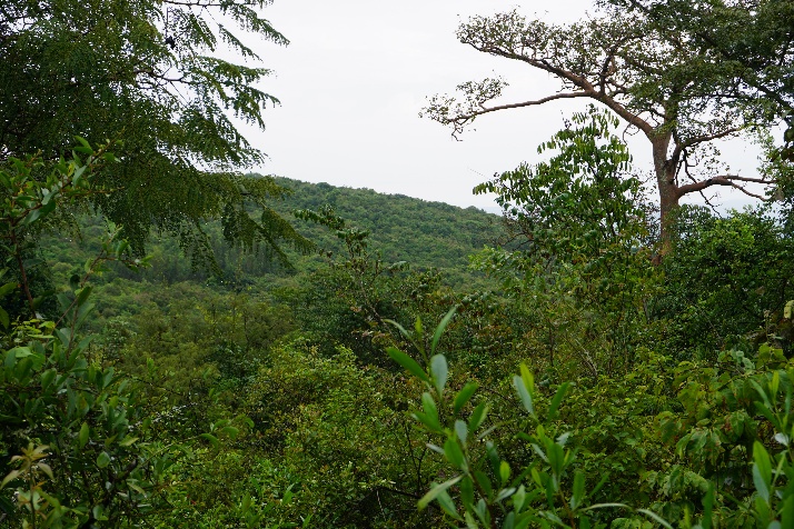 A densely vegetated hillside showing naturally regenerated forest in the Humbo area of southern Ethiopia.