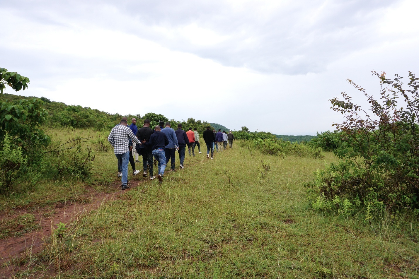 A group of visitors walking across a grassy hillside during a field visit to the Humbo Carbon Project in southern Ethiopia.