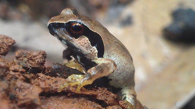 Close-up of a giant squeaker frog (Arthroleptis krokosua) on forest floor soil, illustrating amphibian conservation in West Africa.